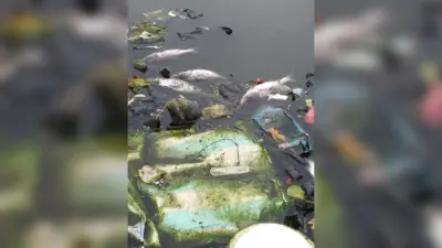 अंधरी पोखर में गंदे पानी का बहाव, मर गयी हजारों मछलियां