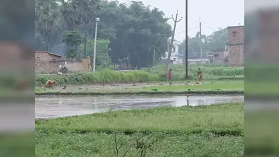 बारिश शुरू होने के बाद किसानों ने शुरू कर दी धान की रोपाई