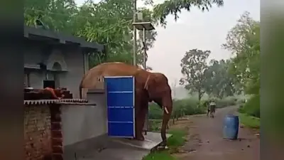 घर में हाथी, सड़क पर लोग