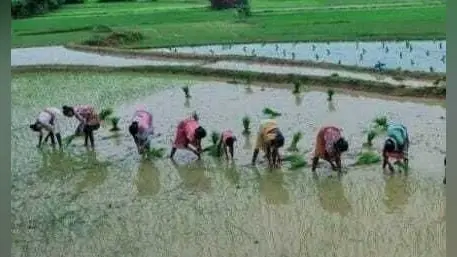 हफ्ते भर से हो रही बारिश से खेतों में बढ़ी चहलकदमी, किसानों ने शुरू की धनरोपनी