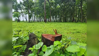सुखानी थाना व एसएसबी कैँप के निकट स्थित सखुआ बगान से पेड़ों की अवैध कटाई जारी, प्रशासन बेखबर