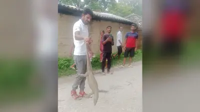 घर के अंदर गोहटी को देख परिजनों में मची भगदड़, वन कर्मियों ने किया रेस्क्यू