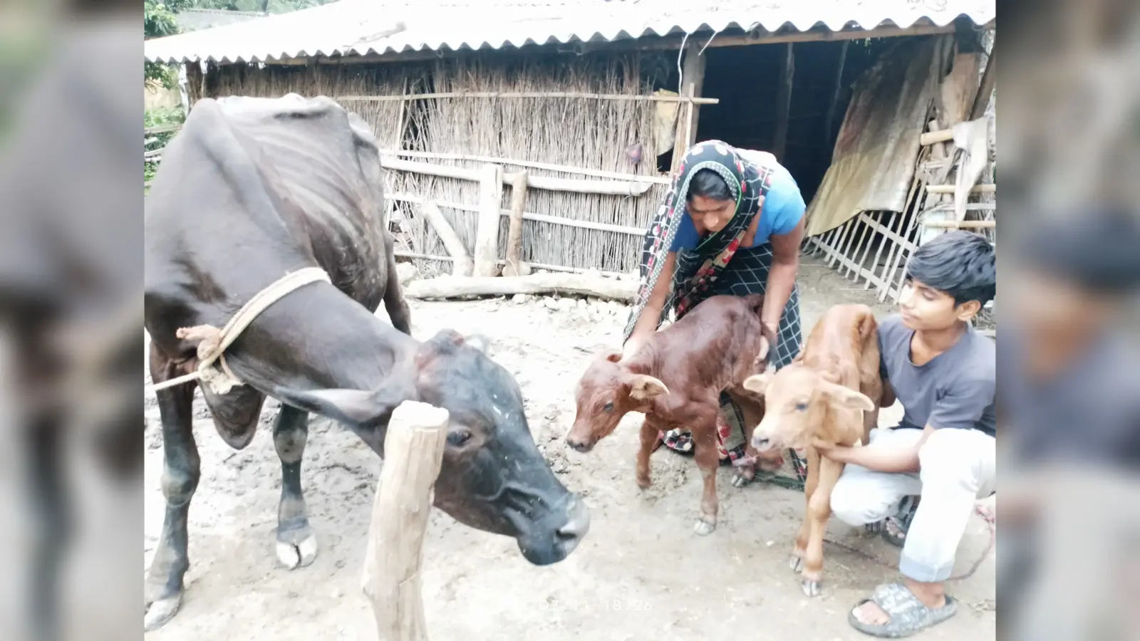 गाय ने दो बछड़े को दिया जन्म, दोनों स्वस्थ, लोगों की लगी भीड़