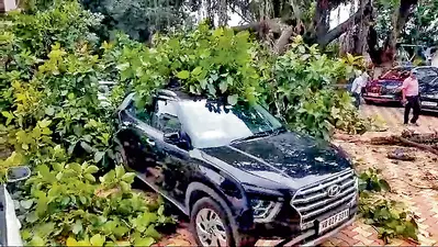 पुरुलिया नगरपालिका परिसर में पेड़ की डाल टूटी, कई वाहन क्षतिग्रस्त