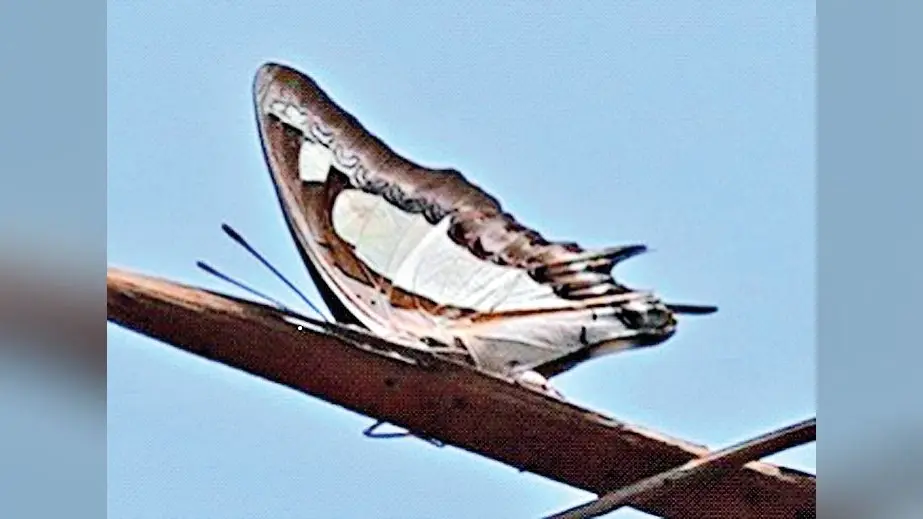 Rare Species of Butterflies in Ranchi : संत जेवियर्स कॉलेज के विद्यार्थियों को मिलीं दुर्लभ प्रजाति की तितलियां