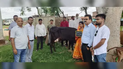 सीएम पशुधन योजना के तहत लाभुकों के बीच दुधारू गाय का किया गया वितरण
