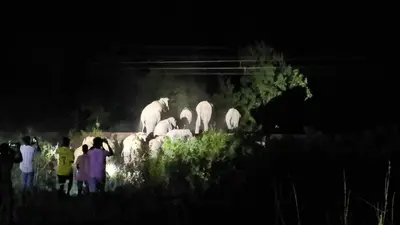 बंडामुंडा में घुसा 18 हाथियों का झुंड, देर रात तक दहशत में रहे लोग