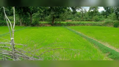 जुलाई में अच्छी बारिश के बीच धूप से बिचड़े बचाने का संकट, मोटे अनाज की खेती लगभग संपन्न