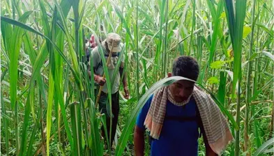 चनपटिया के पुरैना पहुंचा वीटीआर से भटका बाघ, बाल-बाल बची महिला