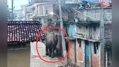 झुंड से बिछड़े हाथी के गांव में प्रवेश करने से ग्रामीणों में दहशत