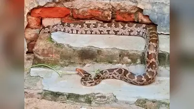 गया में निकला सात फुट का अजगर, ग्रामीणों ने जंगल में छोड़ा