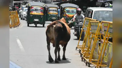 कभी भी आक्रामक हो जाते हैं सड़क पर विचरण करते सांड, राहगीरों को कर देते हैं घायल, पलट देते हैं वाहन