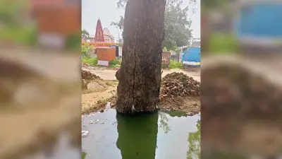 शहर में दो स्थानों पर सूखे पेड़ बने खतरनाक, डर के साये में लोग