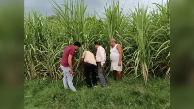 चीनी मिल के उप महाप्रबंधक गन्ना ने किया निरीक्षण