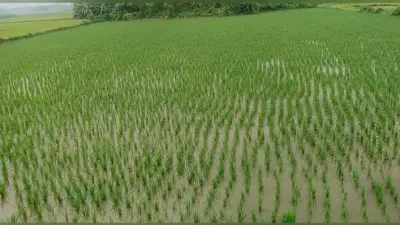 मौसम के आगे झुकने को तैयार नहीं किसान, कम बारिश में भी रोपनी पर फतह