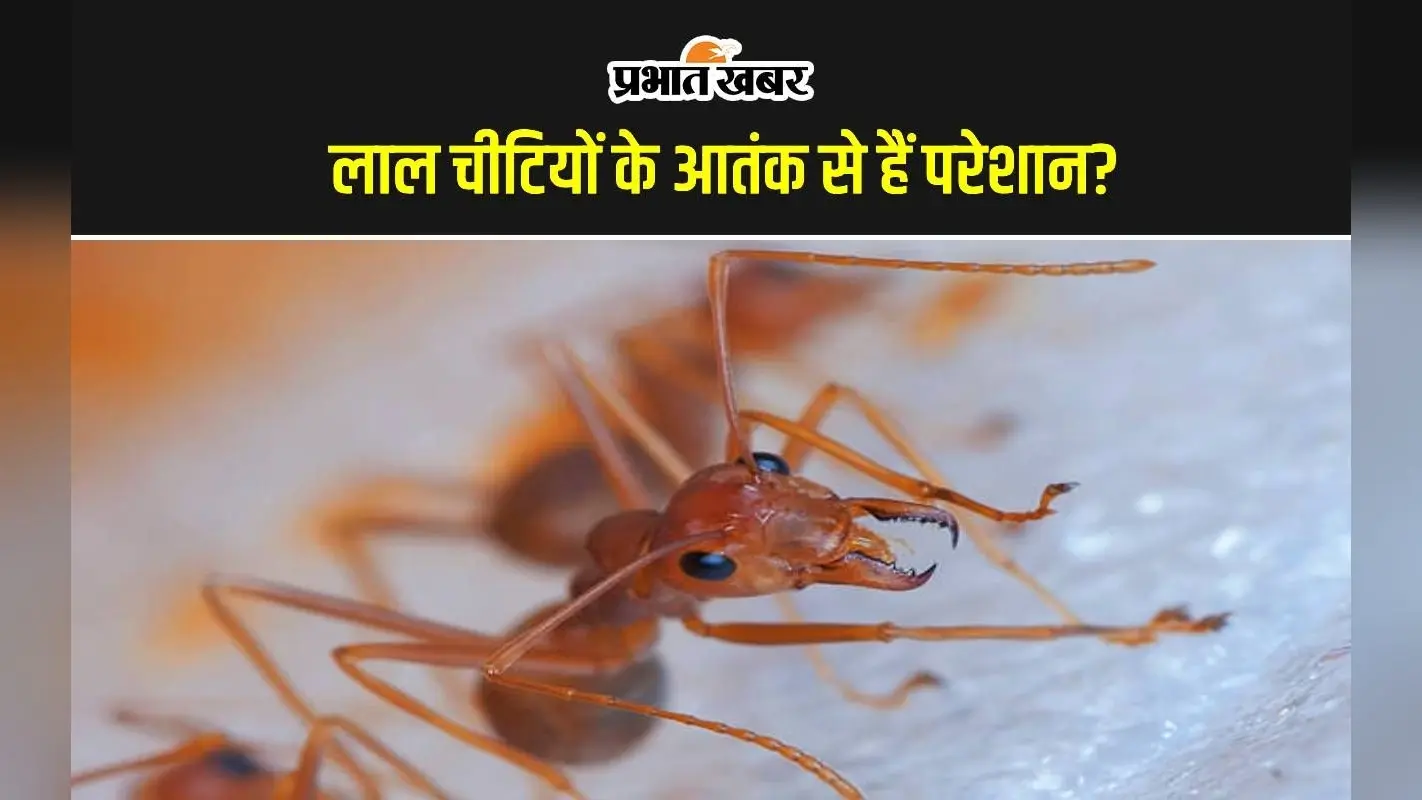 Get Rid of Red Ants: घरेलू उपाय से कैसे दूर करें लाल चीटियां, यहां मिलेगा हर सवाल का जवाब