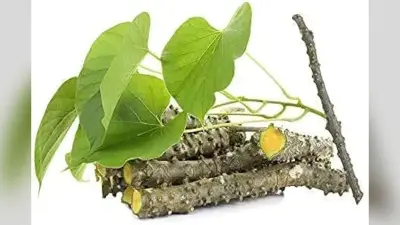 Giloy for Diabetes : मधुमेह के मरीजों के लिए रामबन होता है गिलोय, जाने कैसे करें सेवन.