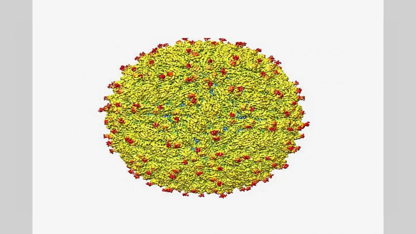 Japanese Virus : जापान में फैल रहा है यह संक्रमण? संक्रमित लोग वर्षों से इस बारे में हैं अनजान