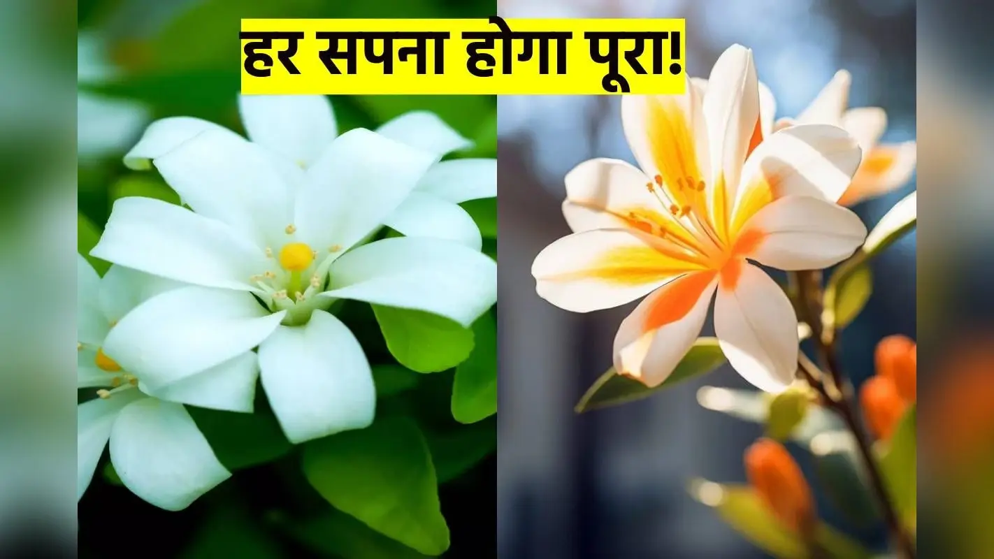 Madhukamini Plant: सपने पूरे करने हो तो घर में लगाएं ये पौधा, होगी दिन दूनी और रात चौगुनी