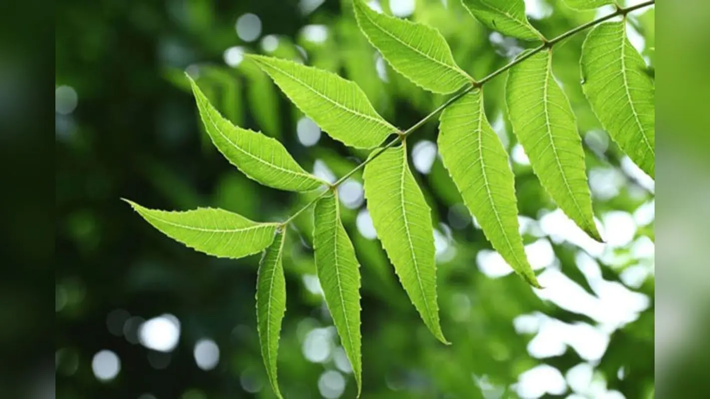 Neem Leaves Benefits : नीम के पत्तों का सेवन करने से मिलते हैं सेहत को यह लाभ.