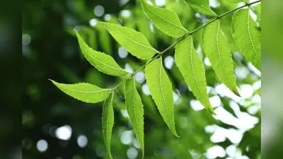 Neem Leaves Benefits : नीम के पत्तों का सेवन करने से मिलते हैं सेहत को यह लाभ.