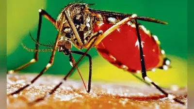 डेंगू से सिलीगुड़ी में एक बच्चे की मौत