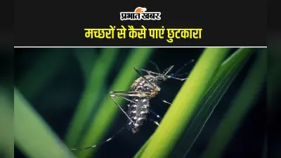 Plants to Get Rid of Mosquitoes: इन पौधों को घर में लगाने से नहीं आएंगे मच्छर, बढ़ेगी घर की शोभा