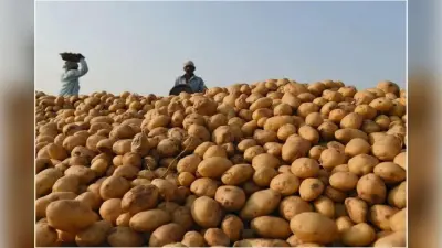 Potato Price: बेकाबू सब्जी के राजा आलू को रसोई में लाने की तैयारी, बंगाल उठाने जा रहा कदम