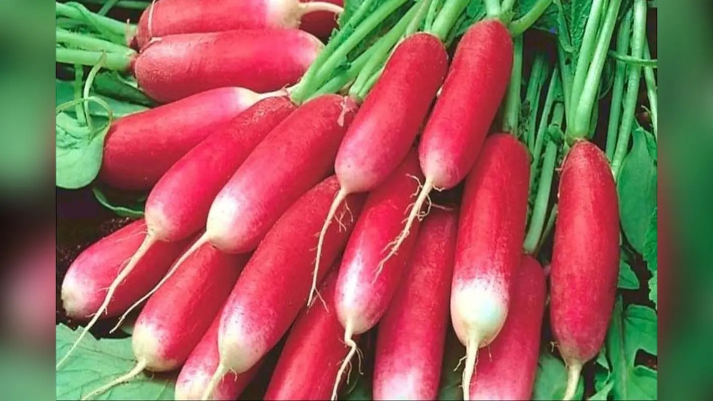 Lal Muli: लाल मूली खाने के ये हैं 5 सबसे बड़े लाभ