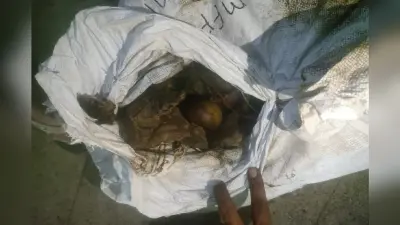 मुजफ्फरपुर से चला आम 9 दिन ट्रेन में घूमा, रानी कमलापति की जगह बेंगलुरु के बाद मुरुदेश्वर पहुंच गया