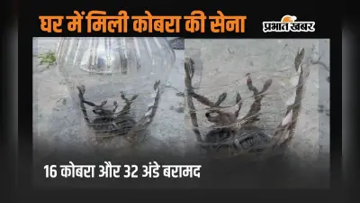 बिहार के एक घर में मिले 16 जहरीले कोबरा सांप और 32 अंडे, दंग रह गया मकान मालिक