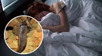 Snakes In Dream : सपने में सांपों का दिखना सावन के महीने में, आखिर क्या है संकेत, आप भी जानें