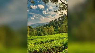 Environment: एक पेड़ मां के नाम: प्लांट फॉर मदर अभियान हुआ शुरू