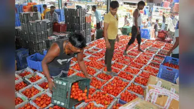 Tomato Price Hike: टमाटर के भाव होंगे कम, दिल्ली-एनसीआर में इतने रुपये में बेचने की तैयारी NCCF