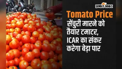 Tomato Price: सेंचुरी मारने को तैयार टमाटर, आईसीएआर का संकर करेगा बेड़ा पार