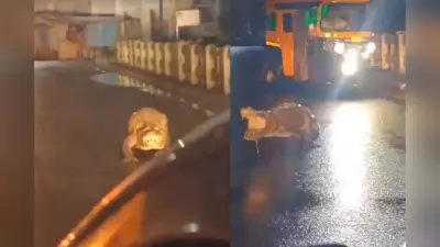 Viral Video: यात्री ने की मुजफ्फरपुर एक्सप्रेस की तारीफ, मुंबई सेंट्रल के डीआरएम ने किया शेयर तो हो गए ट्रोल