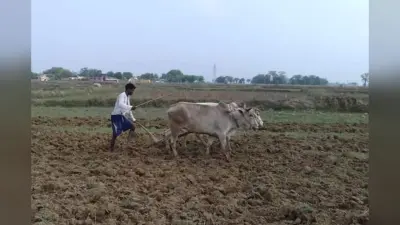 Jharkhand Weather: सरायकेला में खेती का काम धीमा, मॉनसून की बारिश के बावजूद केवल 12 फीसदी किसानों ने डाला बीज