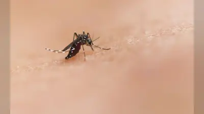 Zika Virus: अगर दिखाई दे रहे हैं ये लक्षण तो हो जाएं सावधान, जीका वायरस का हो सकता है खतरा