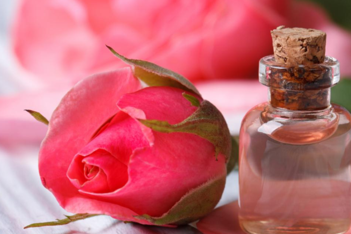 Rose water: गुलाब जल की जादुई बूंदें, घर पर बनाने से लेकर सौंदर्य और ताजगी के हर राज तक