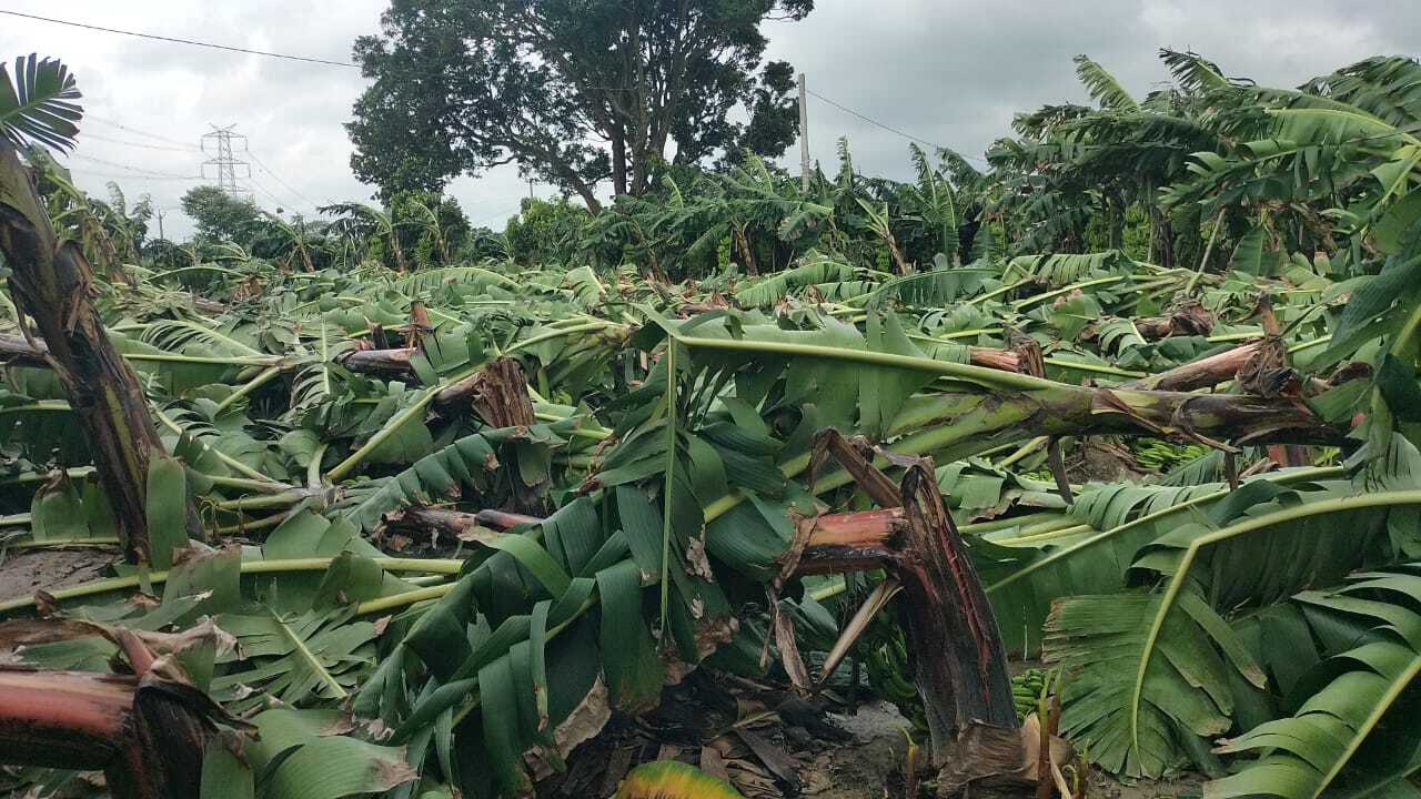 तेज हवा के साथ आयी बारिश में केला फसल को नुकसान