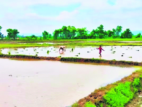 इंद्र हुए मेहरबान, तो 85% तक पहुंची जिले में धान की रोपनी