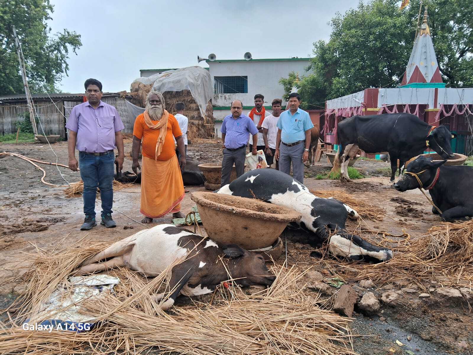 मंदिर परिसर में गिरा तार, करंट से तीन मवेशी मर���