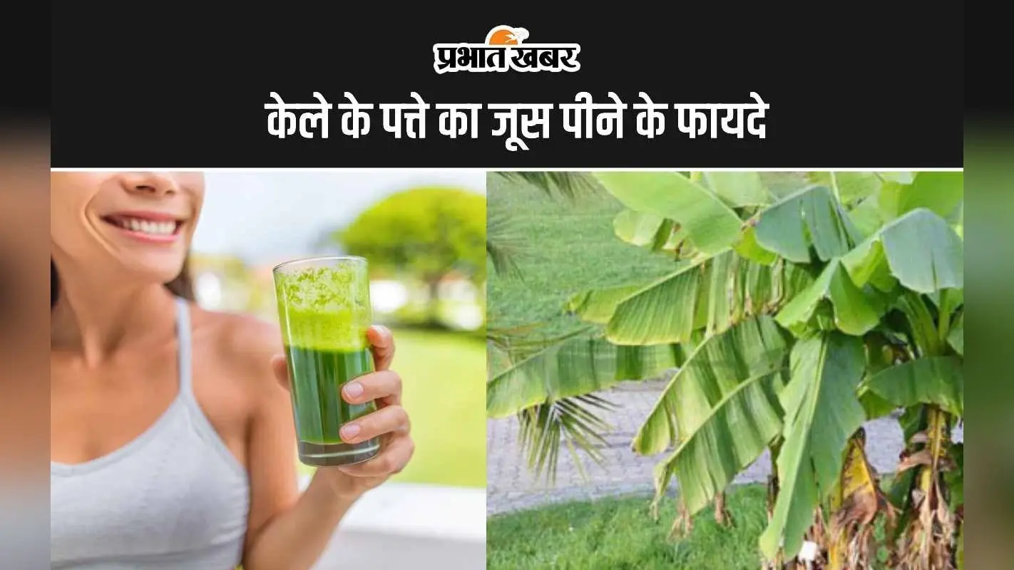 Banana Leaves juice Benefits: केले के पत्ते का जूस पीने के ये हैं पांच सबसे अद्भुत फायदे
