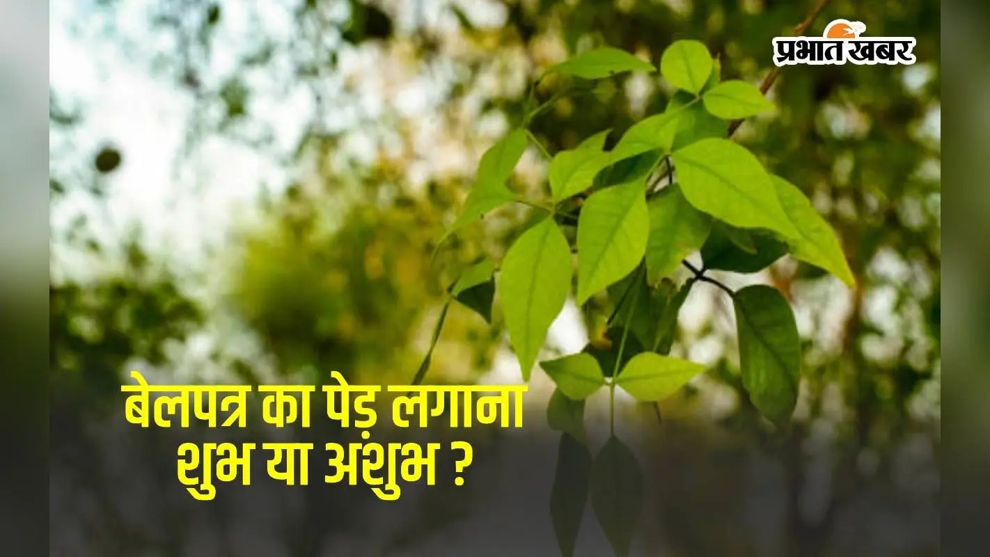 Bel Patra Tree Benefits: बेल पत्र का पेड़ लगाने के 5 फायदे, ये बातें जानकर चौंक जाएंगे आप
