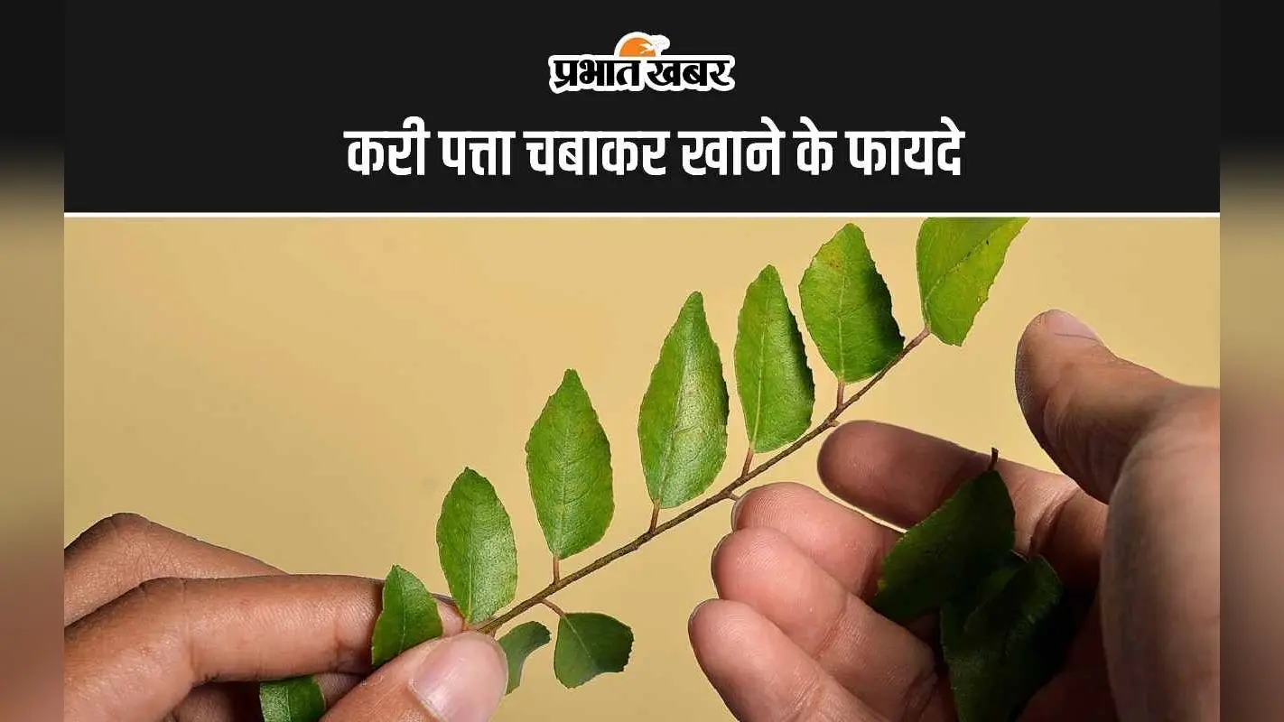 Curry Leaves Chewing Benefits: करी पत्ता चबाकर खाने के 5 सबसे बड़े फायदे