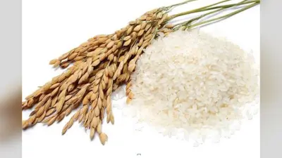 Variety of Indian rice: कई तरह के चावल, कई तरह के स्वाद