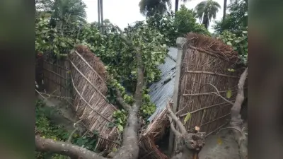 तेज हवा के साथ बिजली गुल, घर पर गिरा पेड़