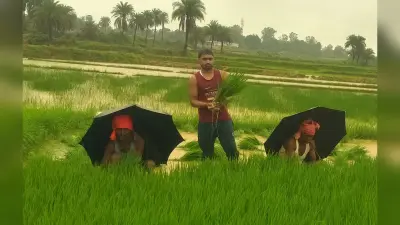 सब काम छोड़ खेती-बाड़ी में जुटे किसान, धान रोपनी का काम शुरू