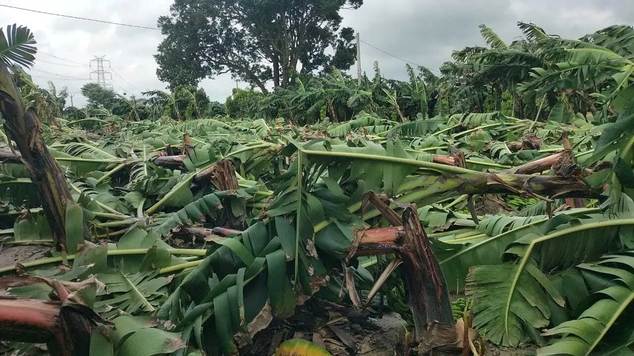 तेज हवा के साथ आयी बारिश में केला फसल को नुकसान