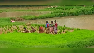 सारठ के सिकटिया अजय बराज में जलस्तर बढ़ने पर खोले गये पांच गेट, कोलियरी मे उत्पादन हुआ शुरू